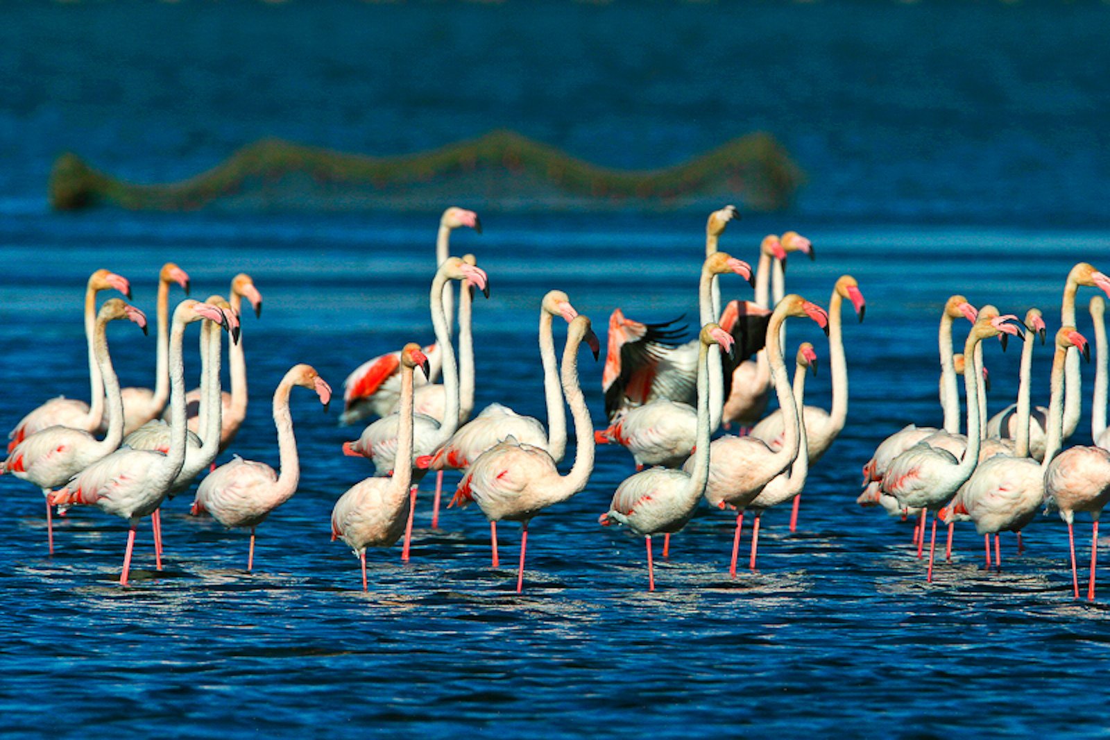 Delta Ebre National Park at 40 mi (65km)