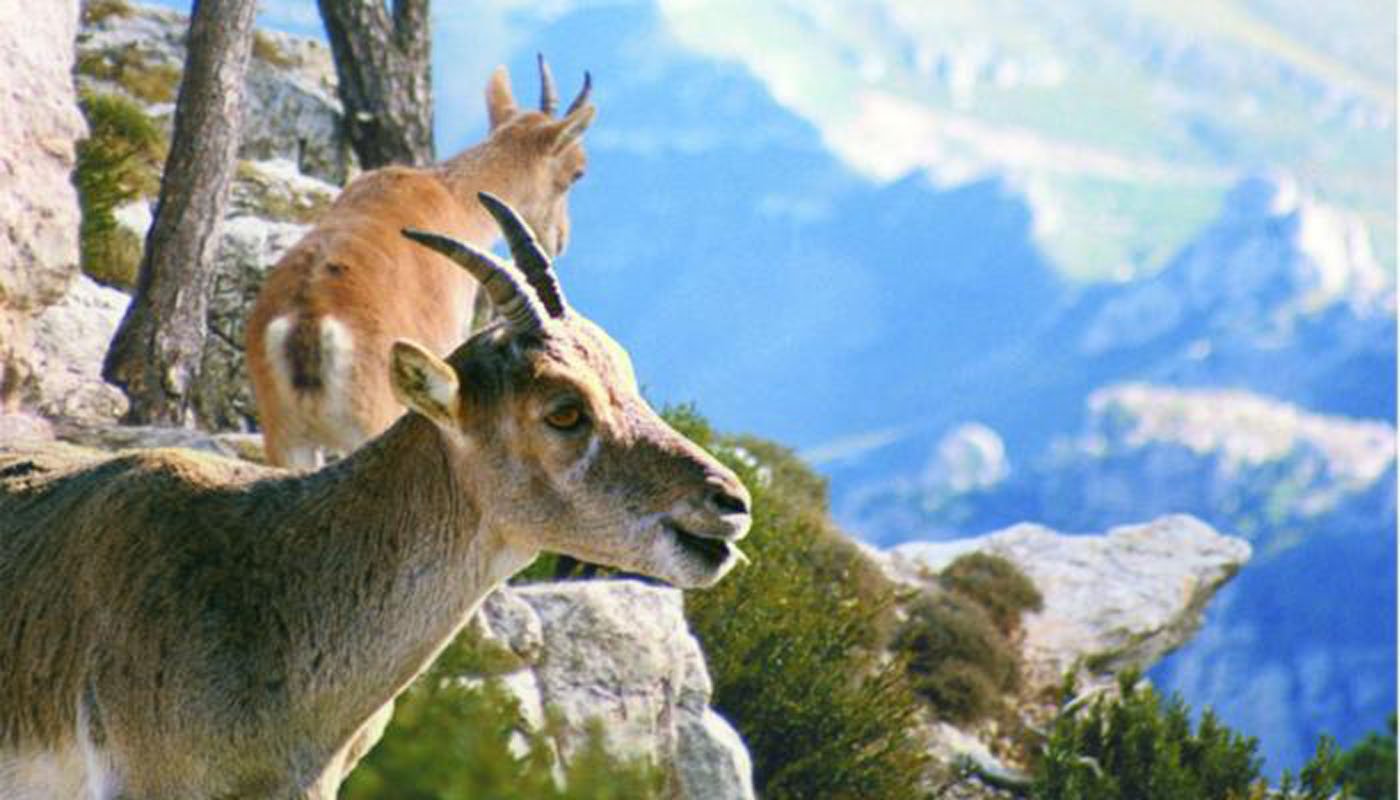 Nature Park of Els Ports de Beseit at 5 mi (8km)