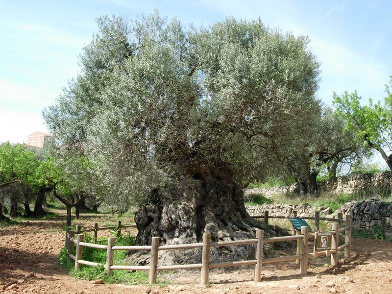 Lo Parot, an ancient olive tree planted in 400AD