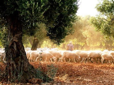 Farming, flock of sheeps