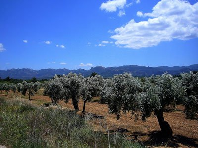 Olive trees and the Ports of Beceit