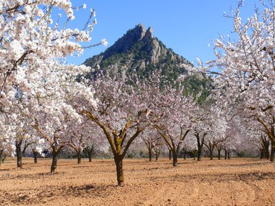 Almond-tree fields in Horta
