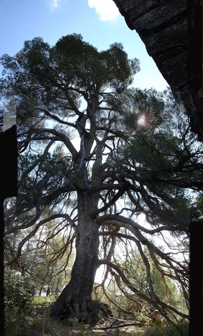 Old pines in the region