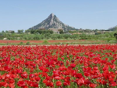 Poppy fields around Horta in Spring